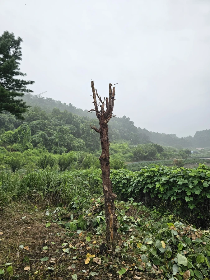 벌목나무전지