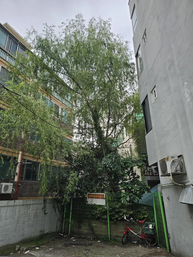 벌목나무전지