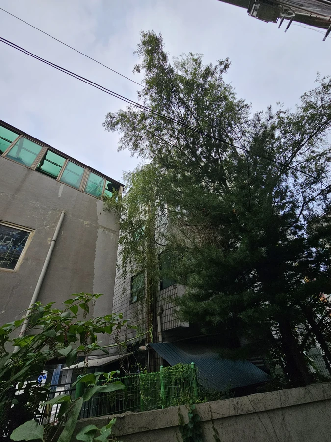 벌목나무전지