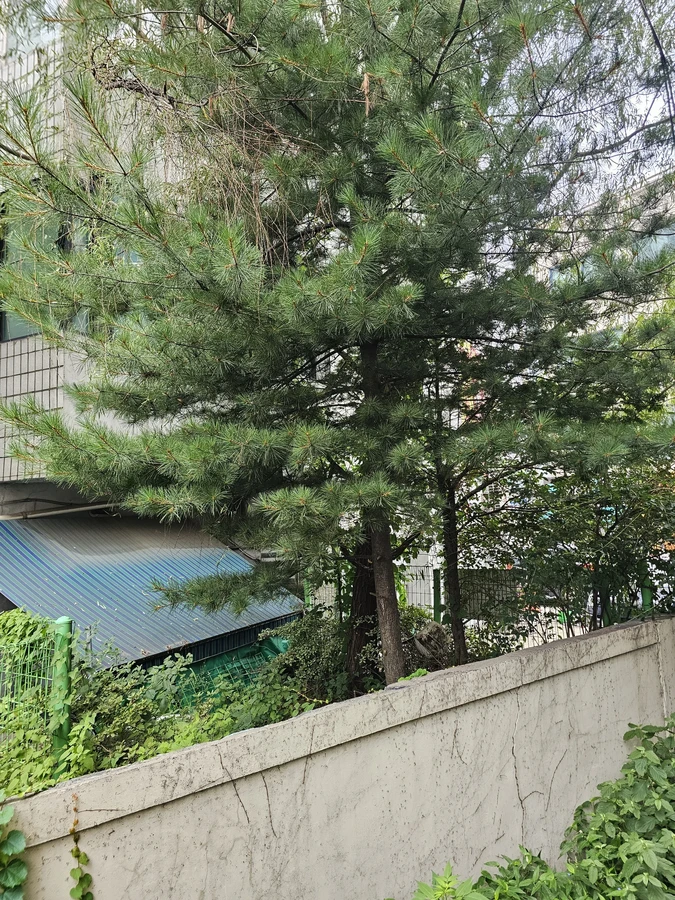 벌목나무전지
