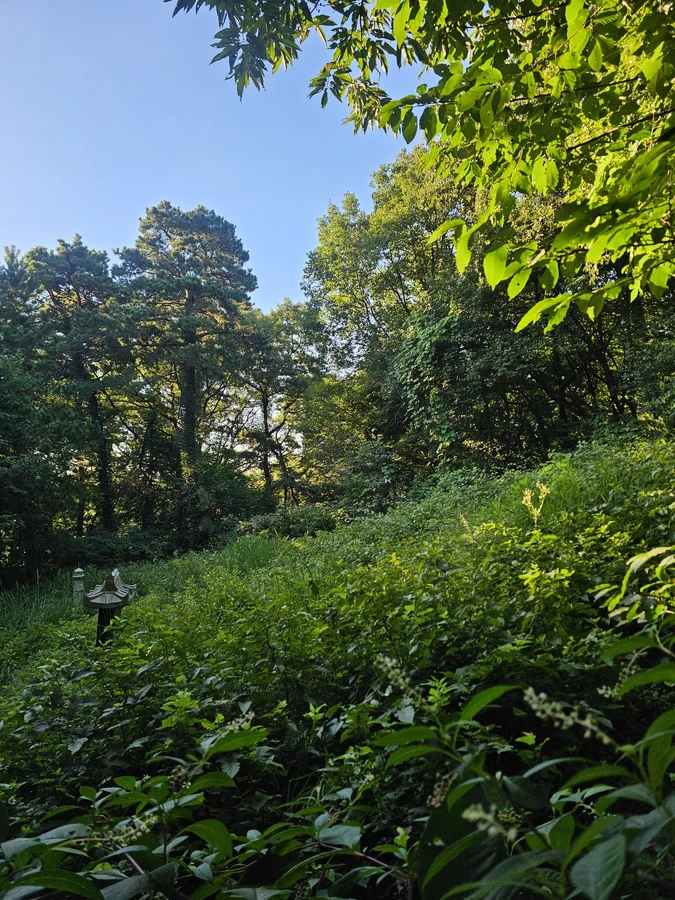 벌초