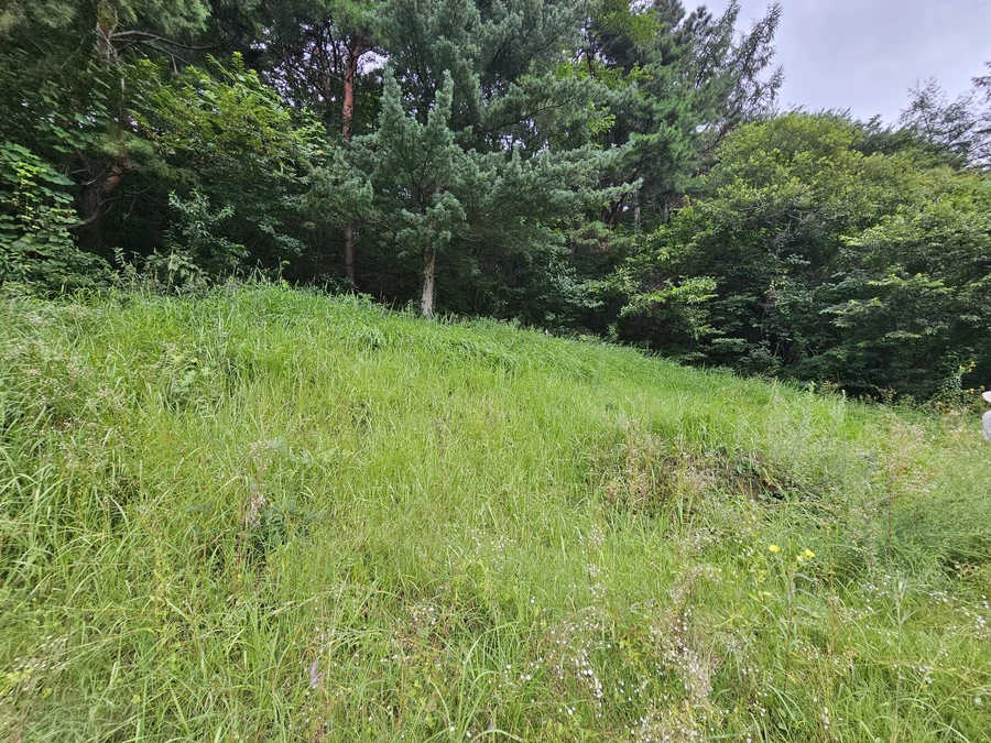 벌초