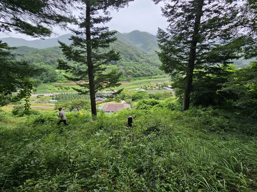 벌초