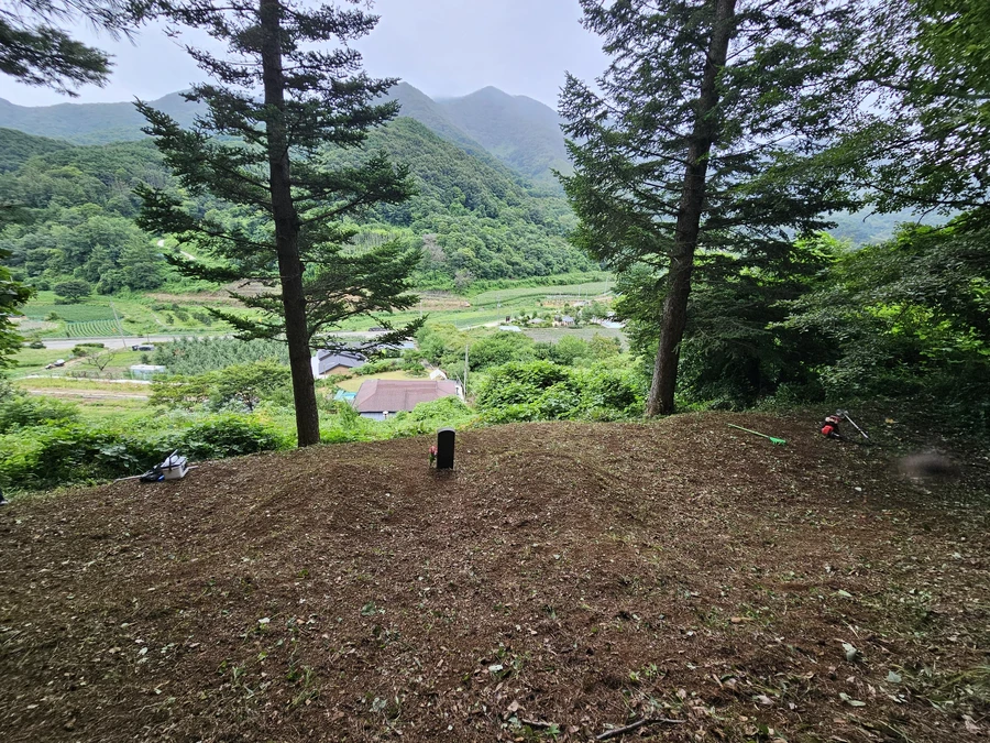 벌초