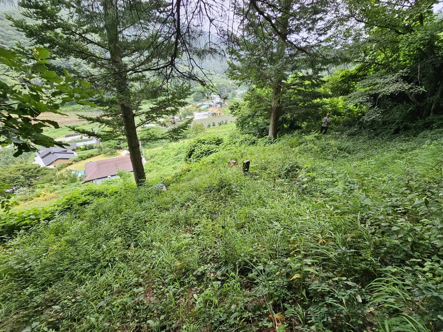 벌초