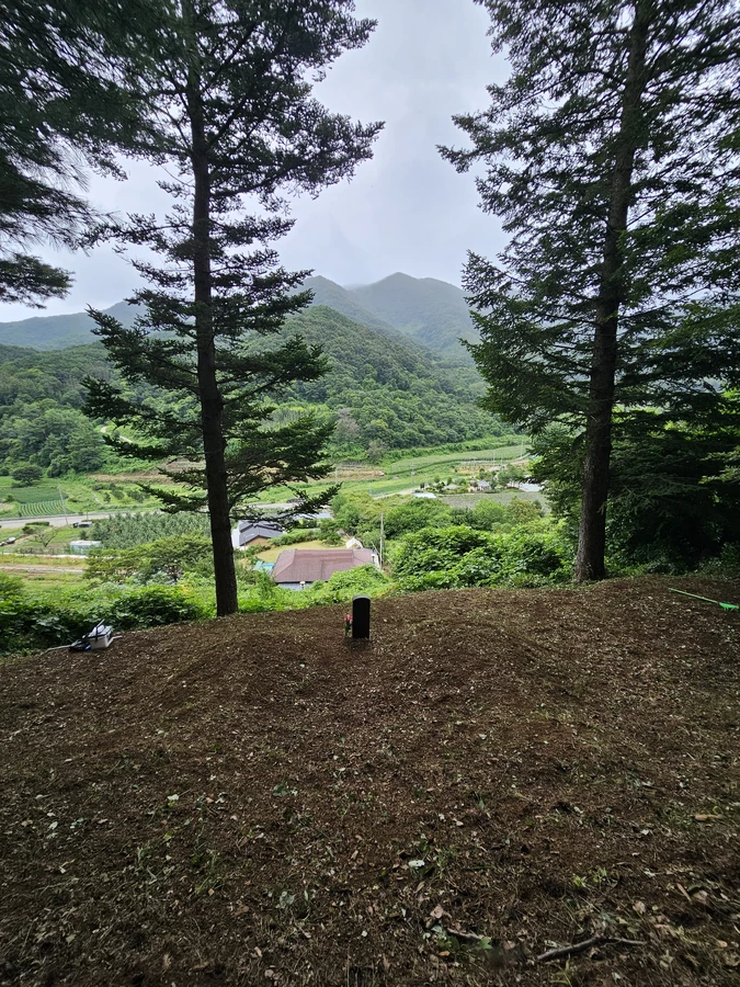벌초