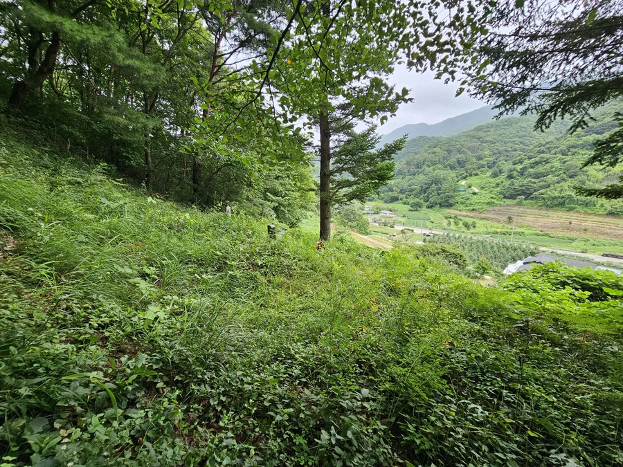 벌초