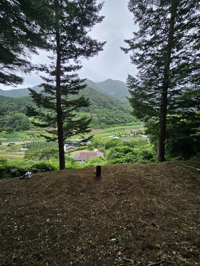 벌초