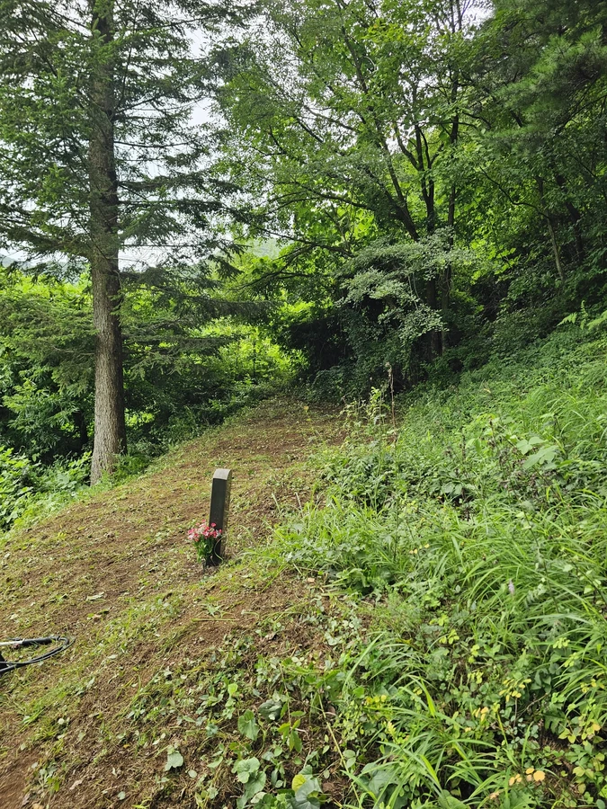 벌초