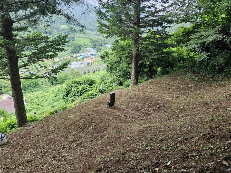 벌초
