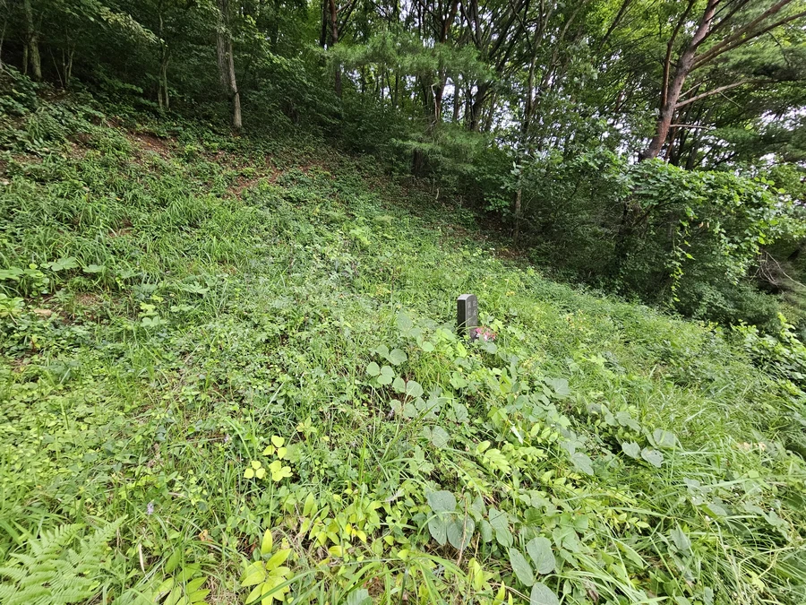 벌초