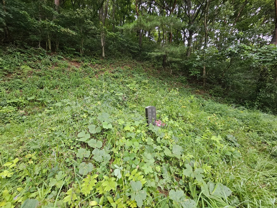 벌초