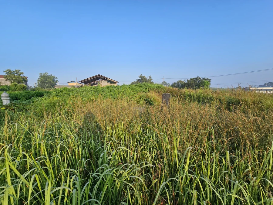벌초