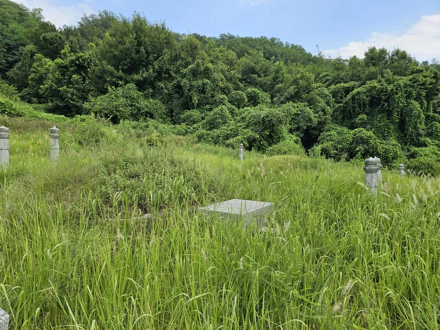 벌초