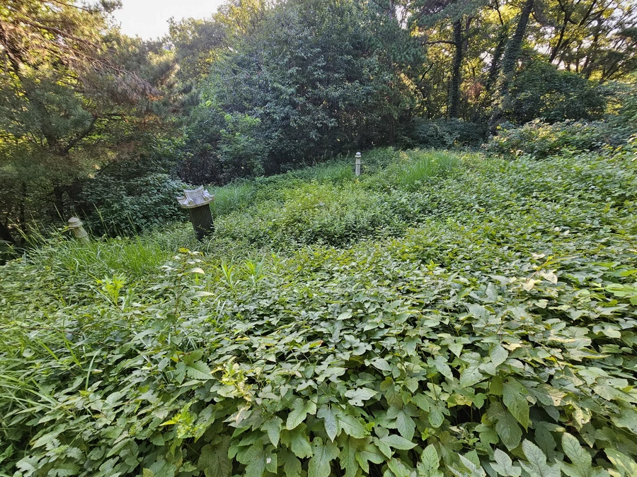 벌초