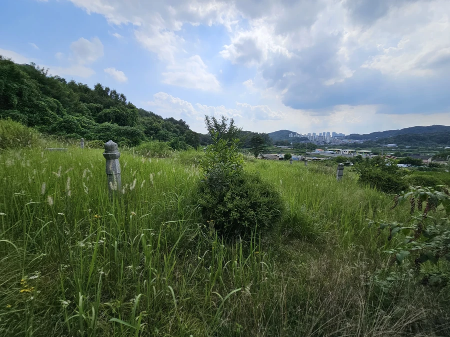 벌초