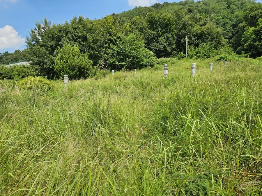 벌초