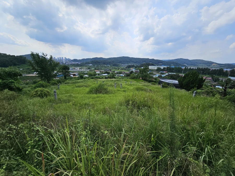 벌초