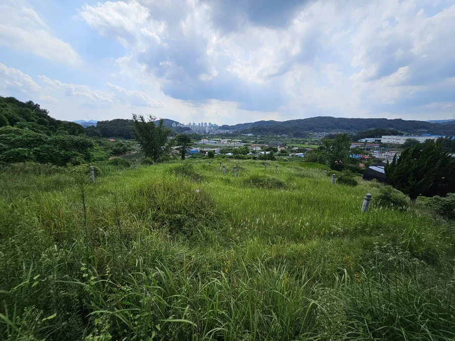벌초