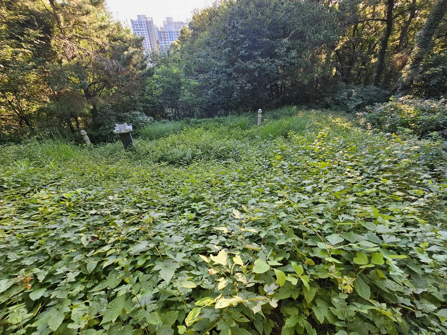 벌초
