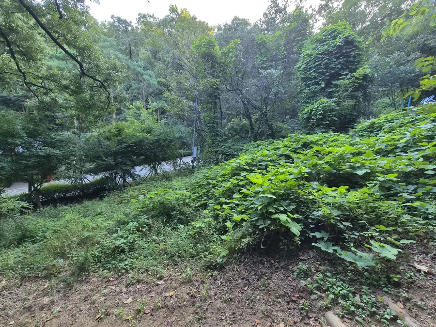 벌초