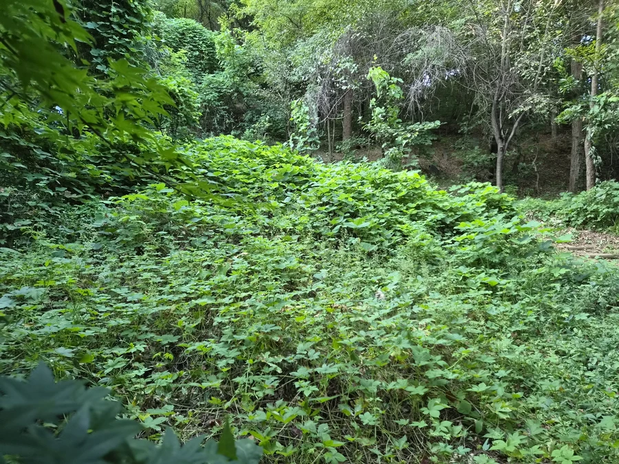 벌초