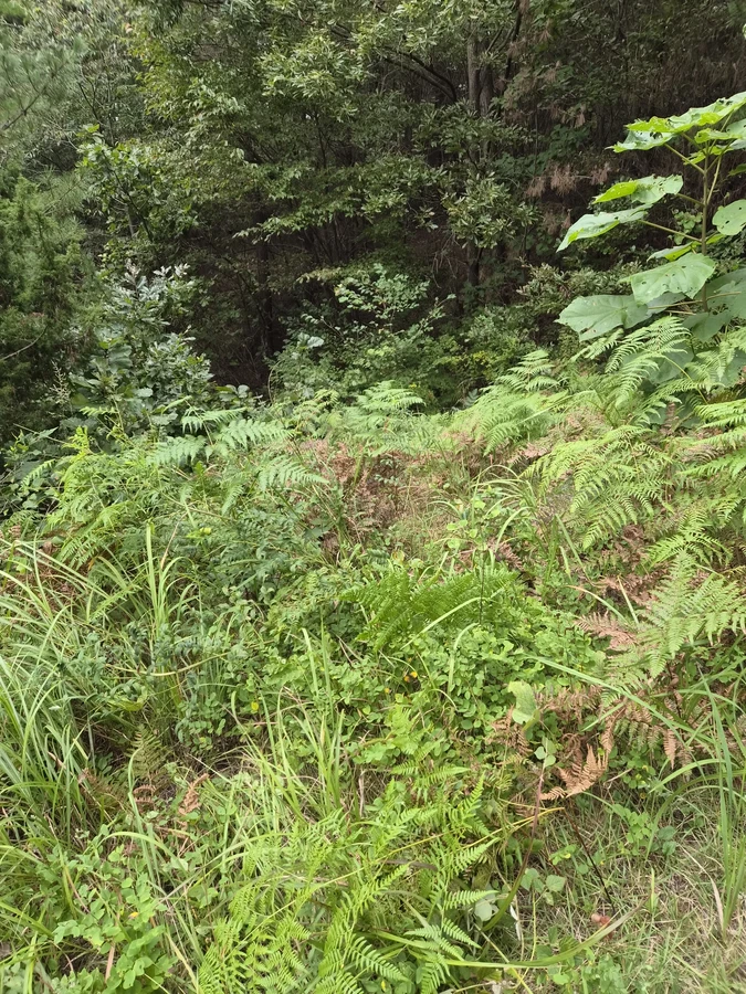 벌초