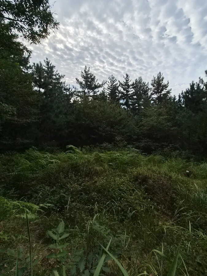 벌초