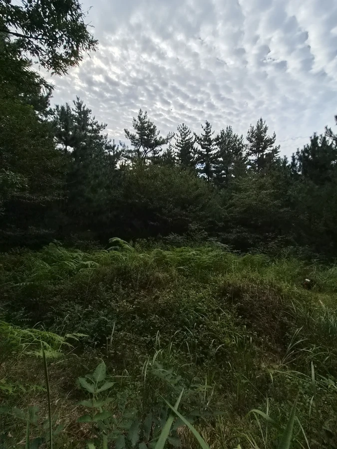 벌초