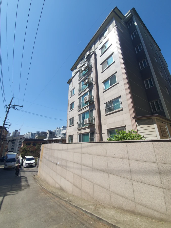 소나무 가지치기