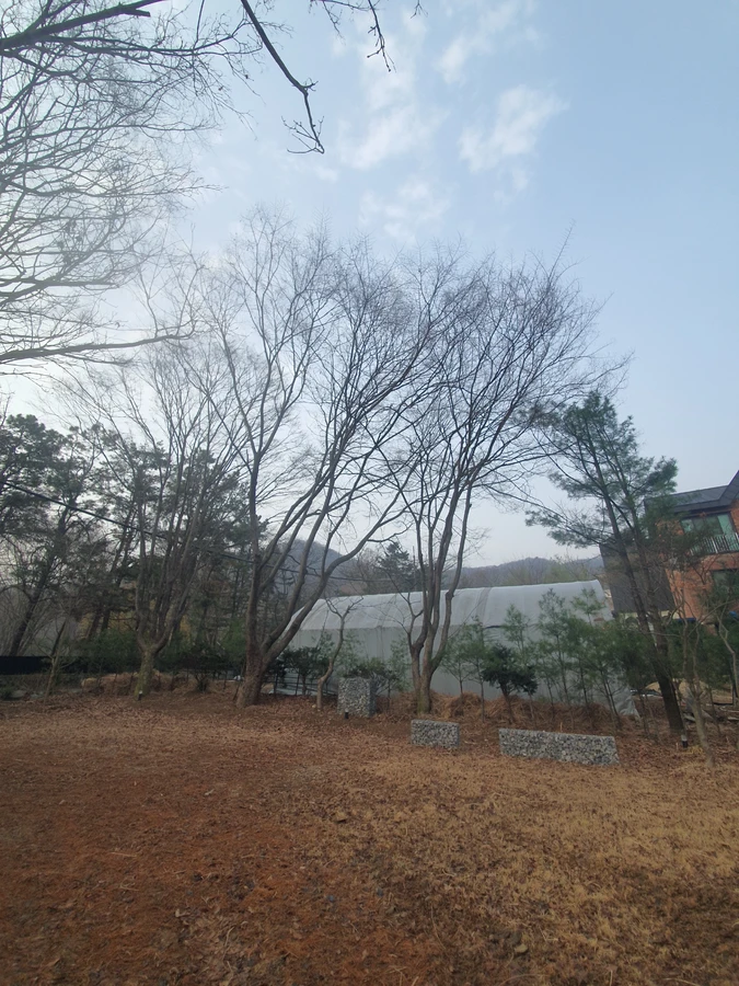 가지치기 작업 - 수형 정리