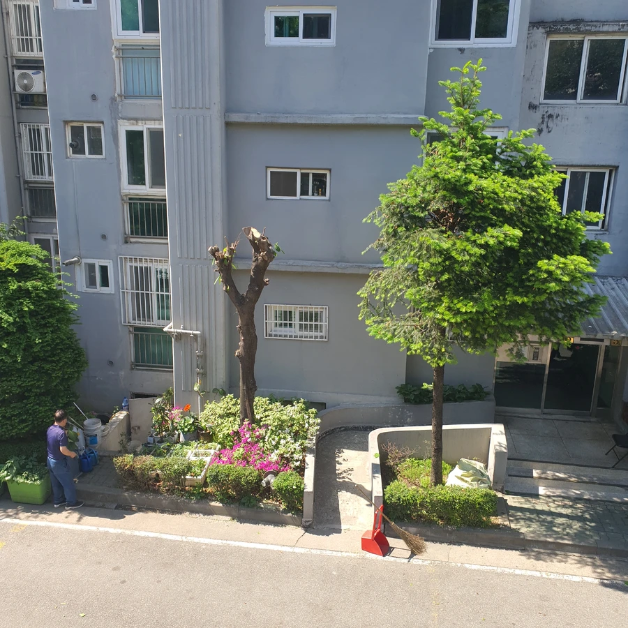 벌목 (위험목, 나무제거, 가지치기, 전정, 뿌리제거)
