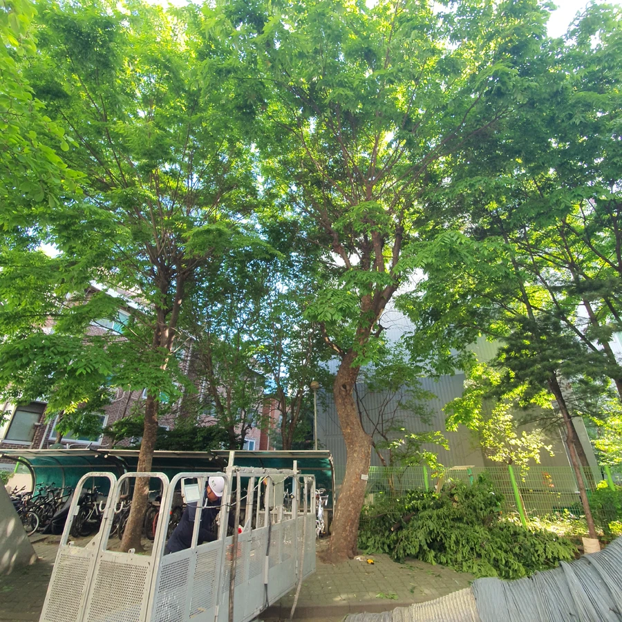 강남 나무가지치기 작업 전 생울타리 다듬기