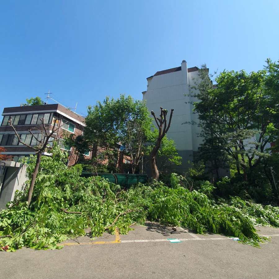 강남 나무가지치기 작업 후 생울타리 다듬기