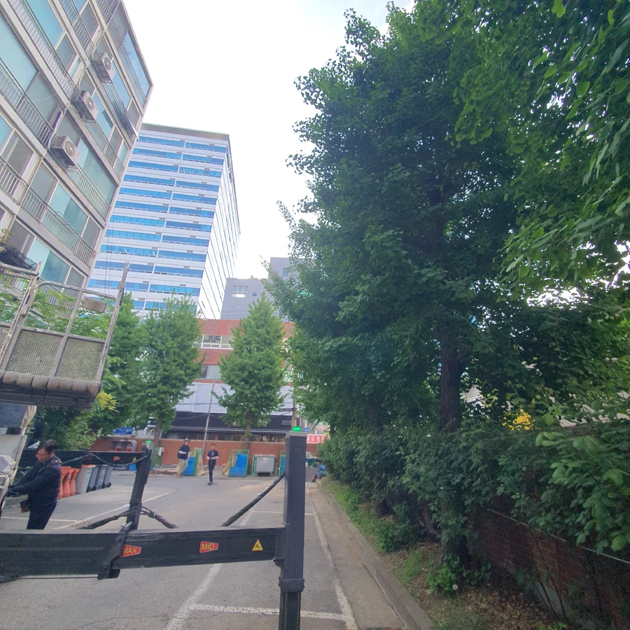 벌목 (위험목, 나무제거, 가지치기, 전정, 뿌리제거)