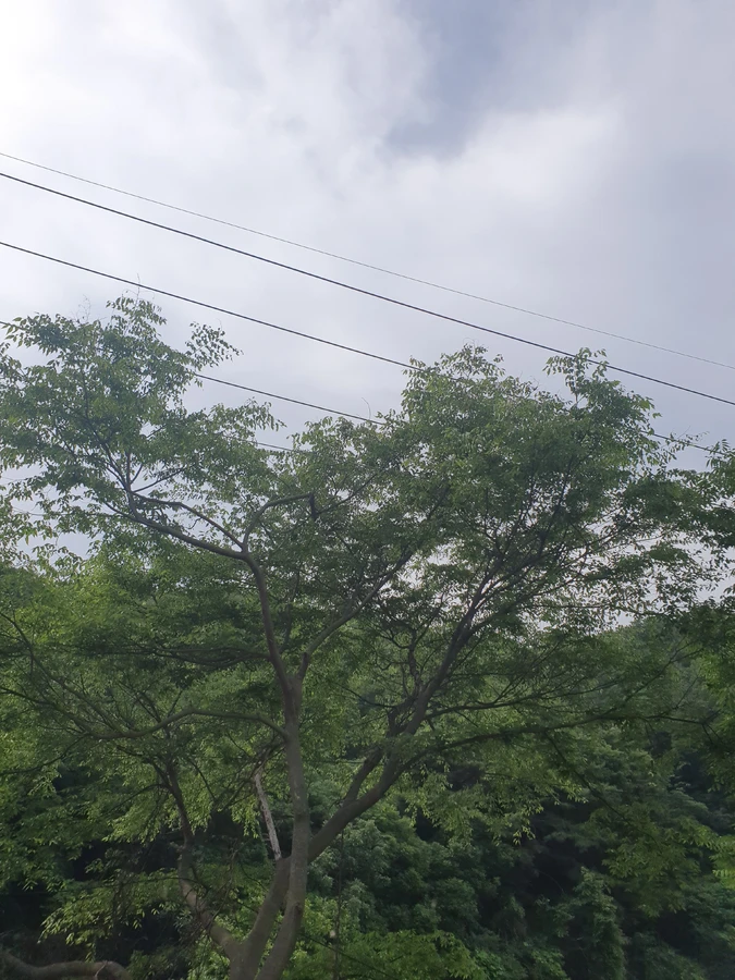 벌목 (위험목, 나무제거, 가지치기, 전정, 뿌리제거)