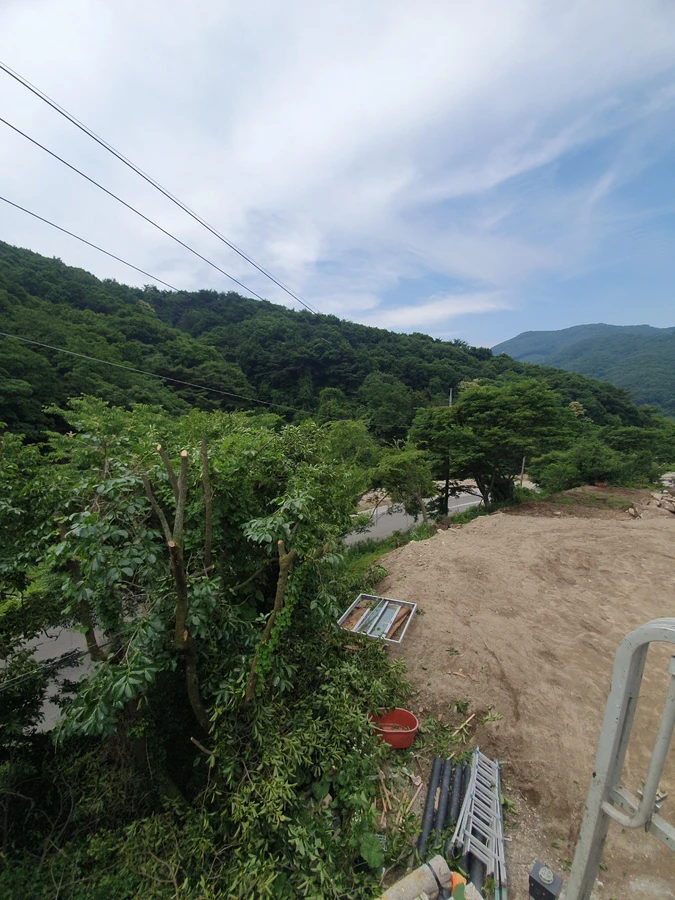 벌목 (위험목, 나무제거, 가지치기, 전정, 뿌리제거)