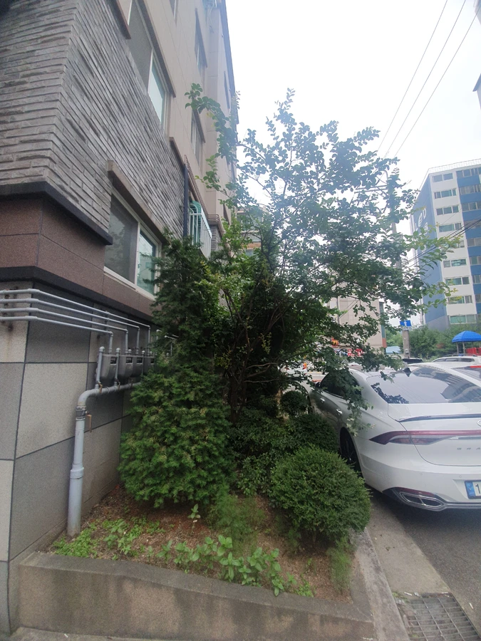 벌목 (위험목, 나무제거, 가지치기, 전정, 뿌리제거)