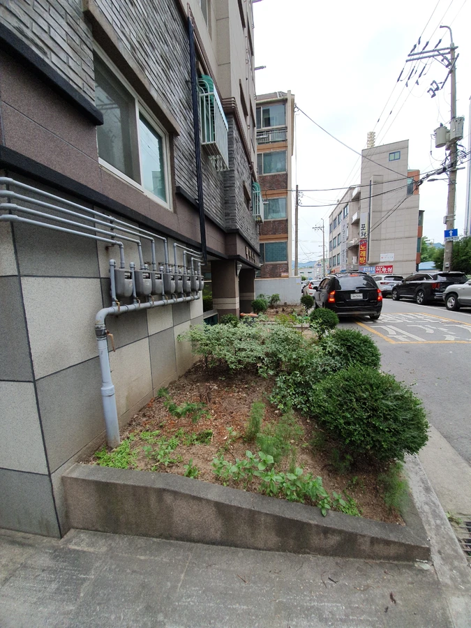 벌목 (위험목, 나무제거, 가지치기, 전정, 뿌리제거)