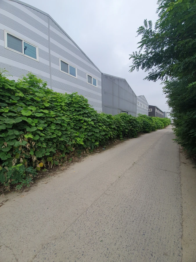 벌목 (위험목, 나무제거, 가지치기, 전정, 뿌리제거)
