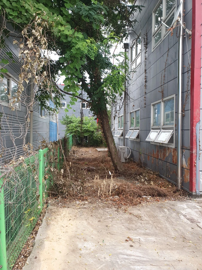 위험목진단 현장 - 뿌리 주변 점검