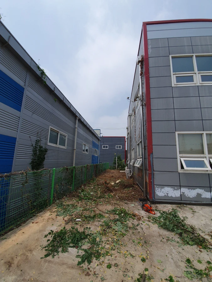 벌목 (위험목, 나무제거, 가지치기, 전정, 뿌리제거)