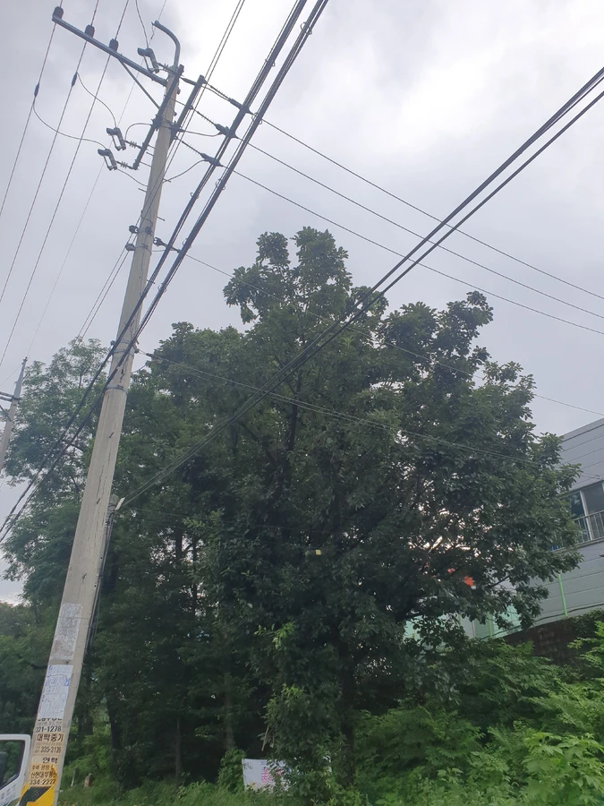 벌목 (위험목, 나무제거, 가지치기, 전정, 뿌리제거)