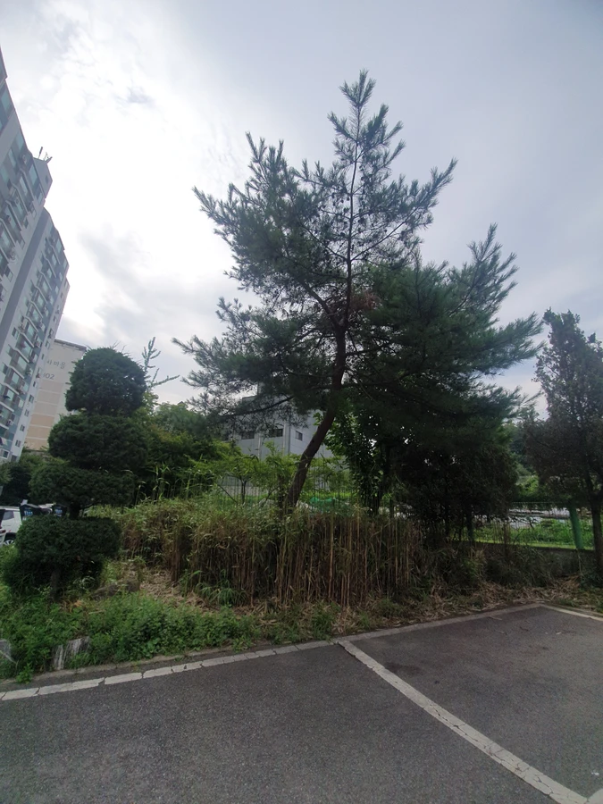 벌목 (위험목, 나무제거, 가지치기, 전정, 뿌리제거)