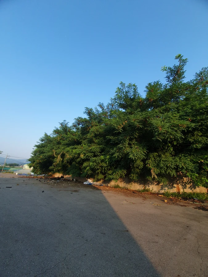 벌목 (위험목, 나무제거, 가지치기, 전정, 뿌리제거)