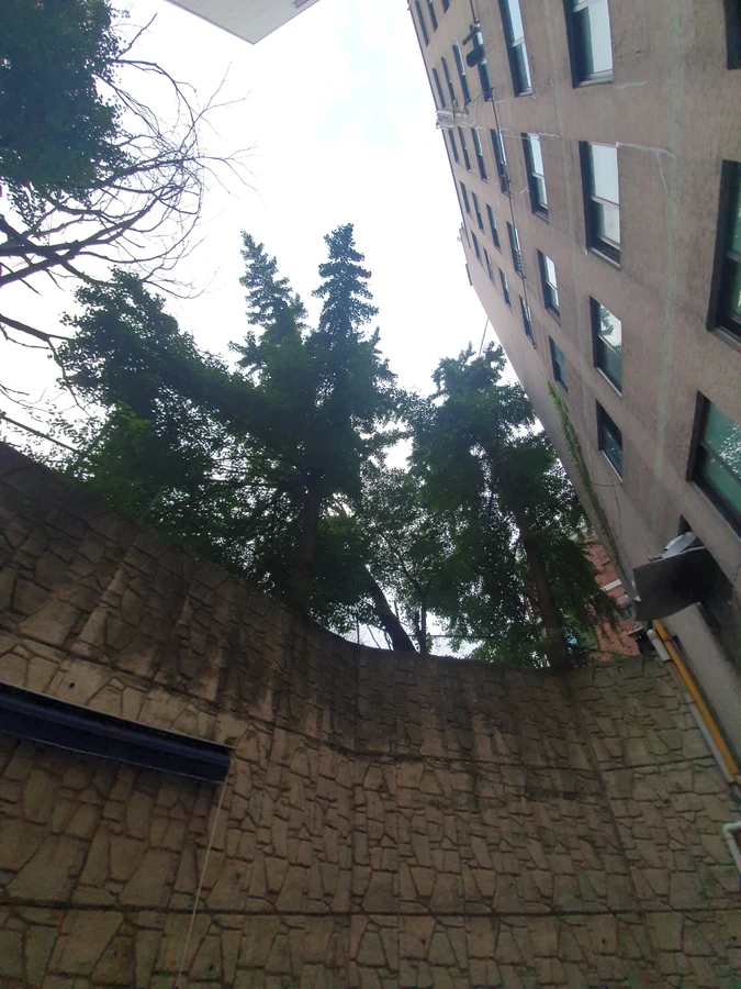벌목 (위험목, 나무제거, 가지치기, 전정, 뿌리제거)