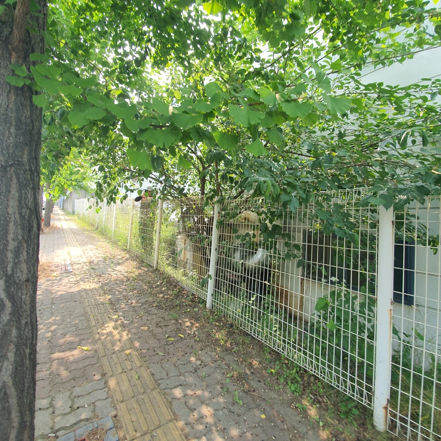 벌목 (위험목, 나무제거, 가지치기, 전정, 뿌리제거)