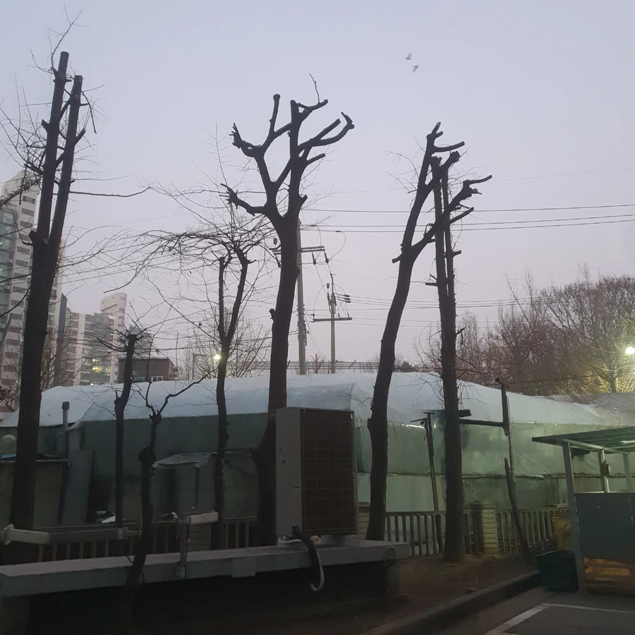 벌목 (위험목, 나무제거, 가지치기, 전정, 뿌리제거)