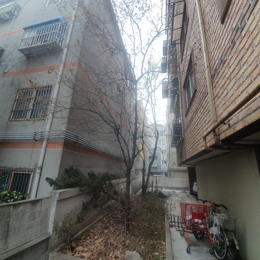 벌목 (위험목, 나무제거, 가지치기, 전정, 뿌리제거)