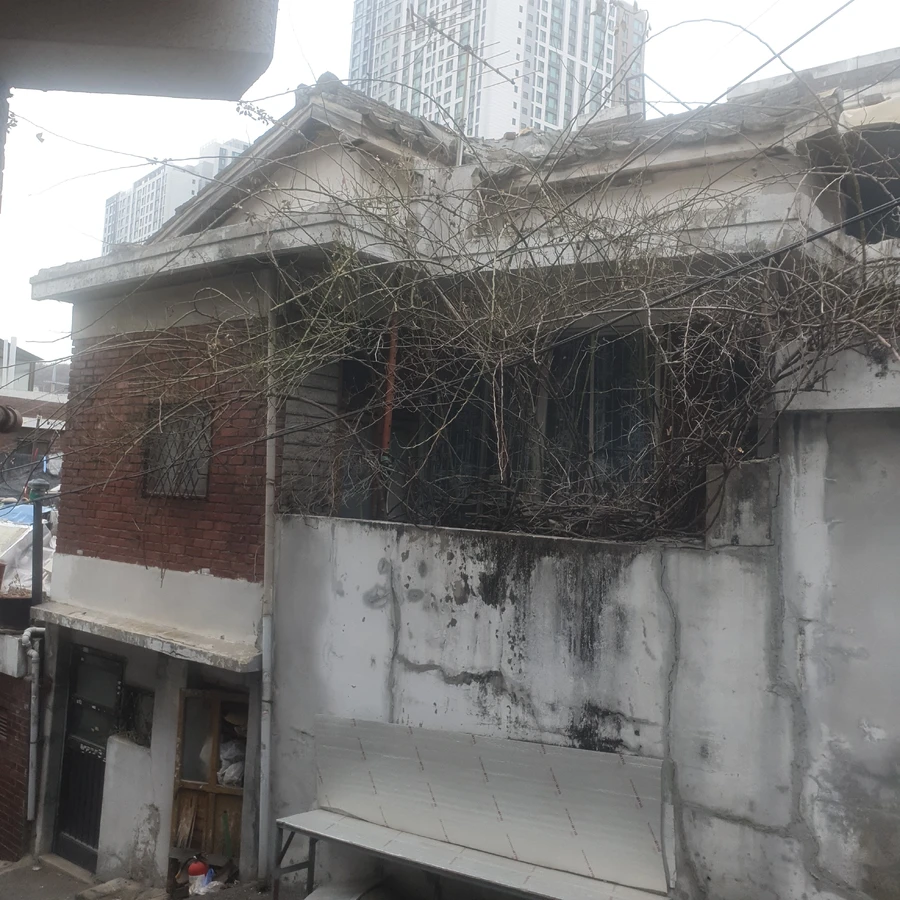 벌목 (위험목, 나무제거, 가지치기, 전정, 뿌리제거)